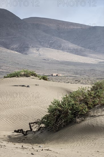 Dune landscape, Playa de Famara, Lanzarote, Canary Islands, Spain, Europe