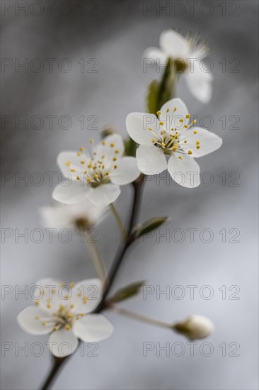 Myrobolane (Prunus cerasifera), blossom, Speyer, Rhineland-Palatinate, Germany, Europe