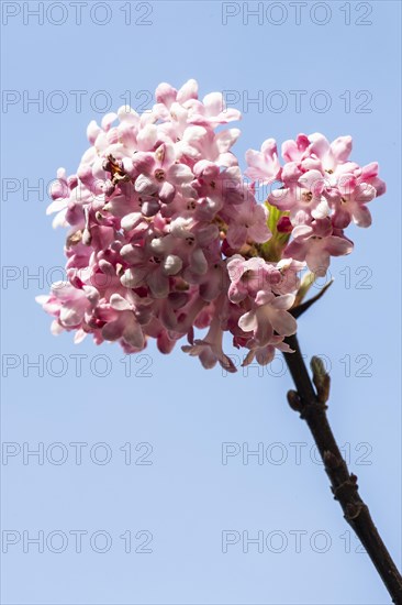 Bodnant snowball (Viburnum bodnantense Dawn), flower, Speyer, Rhineland-Palatinate, Germany, Europe