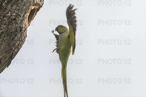Rose-ringed parakeet (Psittacula krameri), flying, Speyer, Rhineland-Palatinate, Germany, Europe