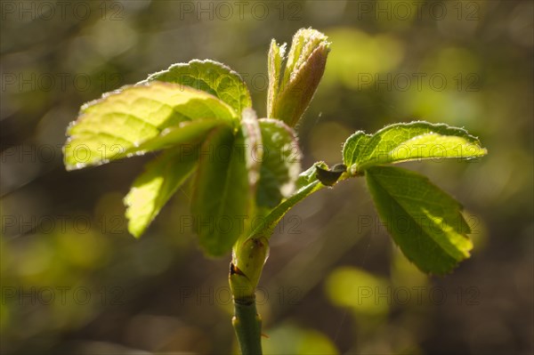 Branch with leaves of the Ispahan rose, fresh shoots, close-up, North Rhine-Westphalia, Germany, Europe