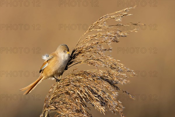 Bird holding fluff in its beak while perched on a reed, Bearded tit, Panarus Biarmicus