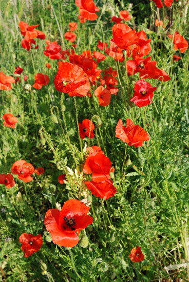 A cluster of vivid red poppies blooming among green foliage in a field