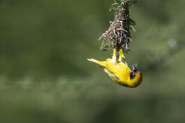 Southern masked weaver (Ploceus velatus), Madikwe Game Reserve, North West Province, South Africa, RSA, Africa