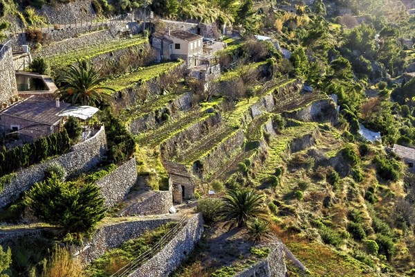 Sun-kissed terraced fields with stone walls on a steep Mediterranean hillside, Hiking tour from Estellences to Banyalbufar, Mallorca
