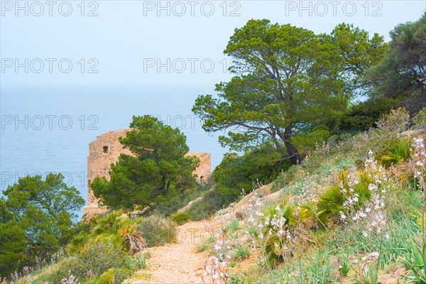 Ruin of an old watchtower in front of a Mediterranean coastal landscape with surrounding nature, european fan palms (Chamaerops humilis), knotted affodil (Asphodelus ramosus) or small-fruited affodil, pines (Pinus), Mediterranean Sea under a blue, blue, hazy sky in the background, path, trail, nature trail, hiking trail from Sant Elm to the old watchtower Torre Cala Basset, barren, stony ground, Mediterranean vegetation, nature, Banyalbufar, Serra de Tramuntana, Mediterranean island Majorca, Spain, Europe