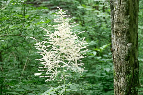 A flowering shrub with white flowers stands in front of a tree trunk in the forest true meadowsweet Filipendula ulmaria