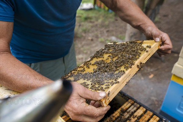 Fantastic beehive producing honey, nature, man and bee, sweet honey, honeycomb, nectar, beekeeping, Poland, Europe
