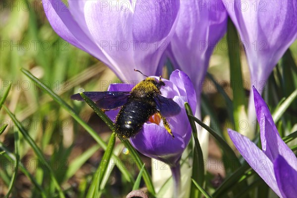 Violet carpenter bee (Xylocopa violacea), wild bee of the year 2024, crocus meadow, Germany, Europe