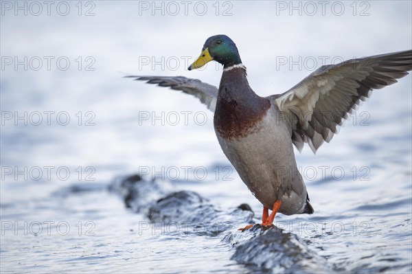 Mallard (Anas platyrhynchos) male, spreading his wings, standing on a flooded log in the water, Harkortsee, Ruhr area, Germany, Europe
