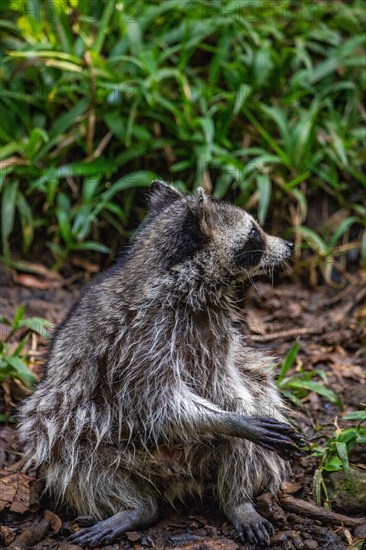 Raccoon in natural environment, close-up, portrait of the animal on Guadeloupe au Parc des Mamelles, in the Caribbean. French Antilles, France, Europe