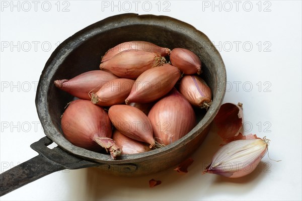 Shallots in pot, Allium cepa