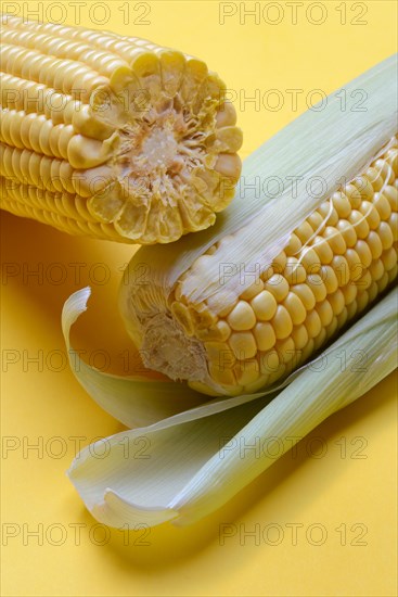 Corn cobs with yellow background, corn (Zea mays)