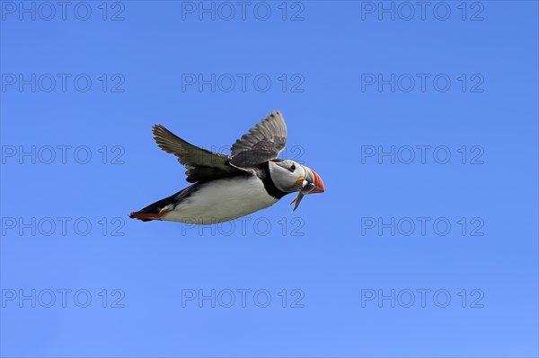 Puffin (Fratercula arctica), adult, flying, with sand eels, with food, Faroe Islands, England, Great Britain, Europe