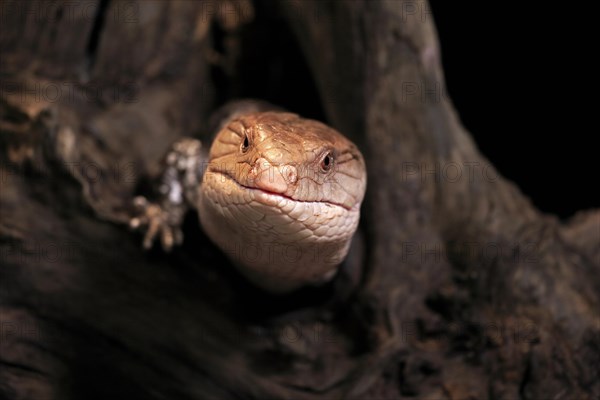 Indonesian blue-tongued skink (Tiliqua gigas), adult, captive, Indonesia, Asia