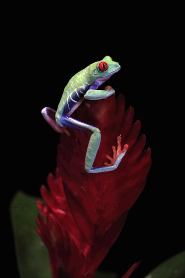 Red-eyed tree frog (Agalychnis callidryas), adult, on bromeliad, captive, Central America