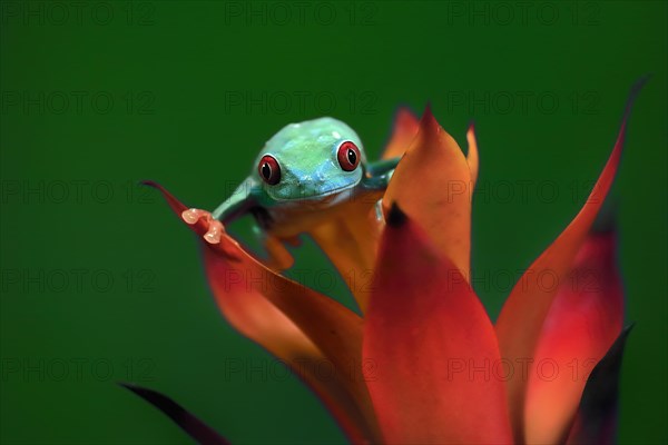 Red-eyed tree frog (Agalychnis callidryas), adult, on bromeliad, captive, Central America