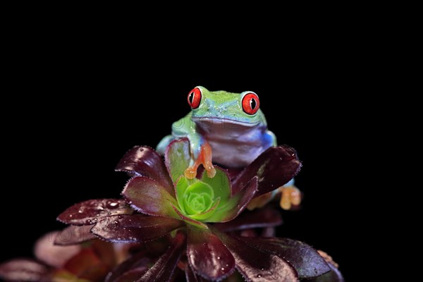 Red-eyed tree frog (Agalychnis callidryas), adult, on aeonium, captive, Central America