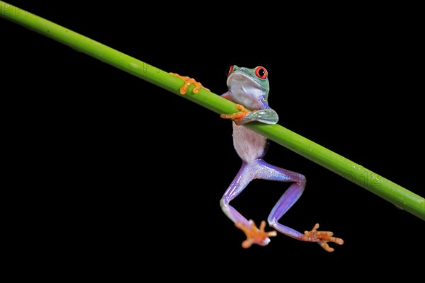 Red-eyed tree frog (Agalychnis callidryas), adult, on green stem, Aeonium, captive, Central America