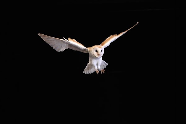 Barn owl, (Tyto alba), adult, flying, landing, on rocks, at night, Lowick, Northumberland, England, Great Britain