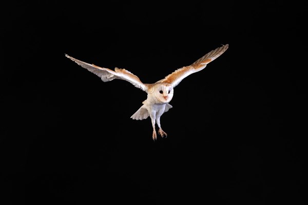 Barn Owl, (Tyto alba), adult, flying, at night, Lowick, Northumberland, England, Great Britain