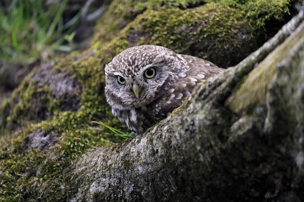 Little owl (Athene noctua), (Tyto alba), adult, on tree trunk, alert, portrait, Lowick, Northumberland, England, Great Britain