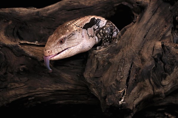 Indonesian blue-tongued skink (Tiliqua gigas), adult, portrait, on tree, captive, tongues, Indonesia, Asia