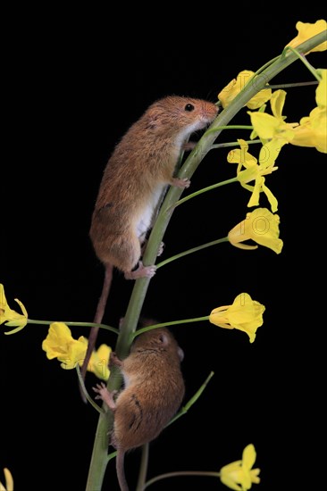 Eurasian harvest mouse (Micromys minutus), adult, two, pair, on plant stem, flowering, foraging, at night, Scotland, Great Britain