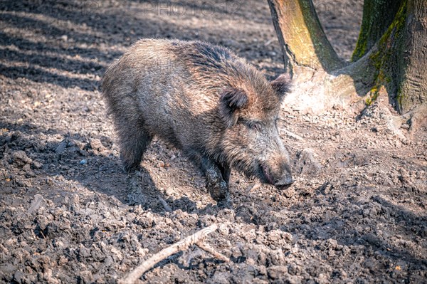 The wild boar (Sus scrofa) in its natural habitat in the forest, Leuna, Saxony-Anhalt, Germany, Europe