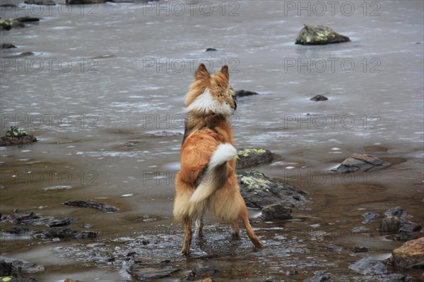 A dog stands attentively by a river in a natural, muddy setting, Amazing Dogs in the Nature