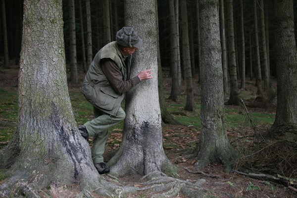 Hunter at a so-called painting tree, a tree on which red deer (Cervus elaphus) like to rub their fur, Thuringia, Germany, Europe