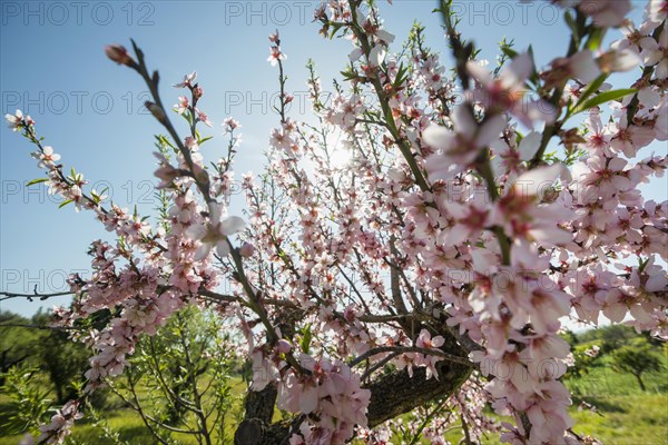 Almond trees in bloom, near Inca, Majorca, Balearic Islands, Spain, Europe
