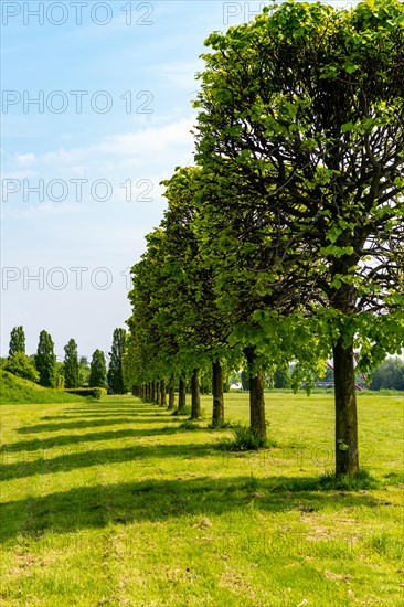 Row of trees casts shade on a sun-drenched lawn