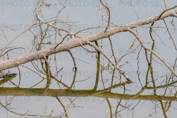 Tree branch laying in river reflecting itself in the water in Namhae, South Korea, Asia