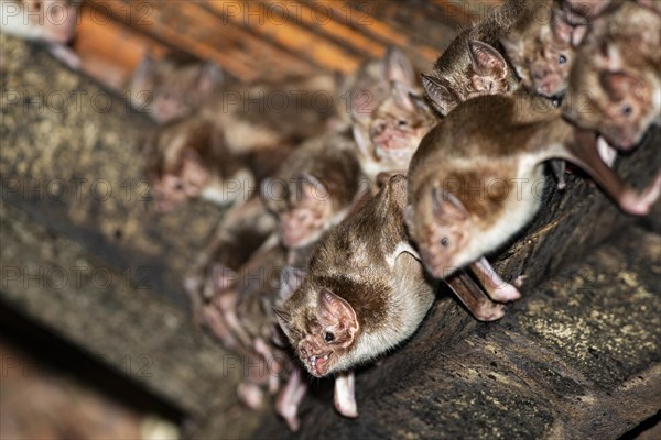 Common vampire bat (Desmodus rotundus) Pantanal Brazil