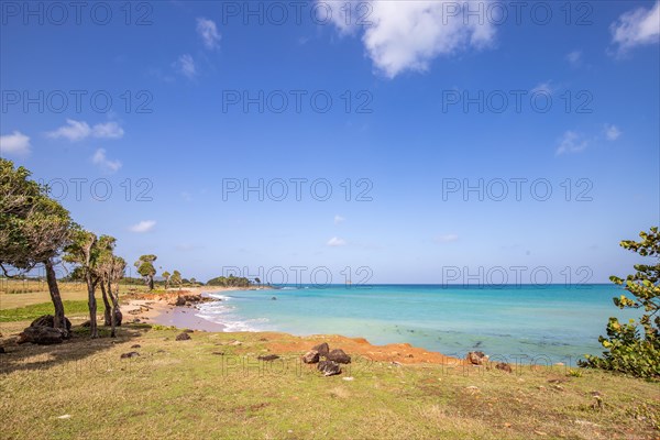 Nature in a special way, trees grow with the wind, a dreamlike landscape directly on the turquoise sea. Lonely sandy beaches in the Caribbean. Pointe Allegre on Basse Terre, Guadeloupe, French Antilles, North America