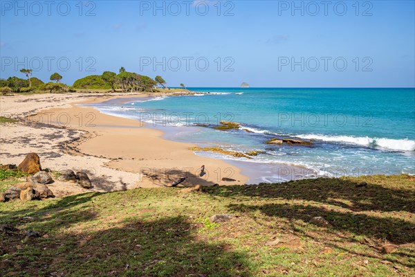 Nature in a special way, trees grow with the wind, a dreamlike landscape directly on the turquoise sea. Lonely sandy beaches in the Caribbean. Pointe Allegre on Basse Terre, Guadeloupe, French Antilles, North America