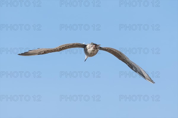 A bird with grey-brown feathers flies through the sky with a focused gaze, Veere, Zeeland, Netherlands