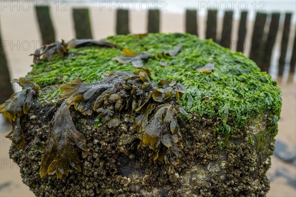 Close-up of a wooden pile covered with algae and mussels