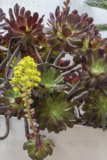 Tree aeonium (Aeonium arboreum), Lanzarote, Canary Islands, Spain, Europe