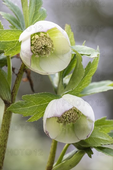 Lenzrose (Helleborus orientalis Hybride), Speyer, Rhineland-Palatinate, Germany, Europe