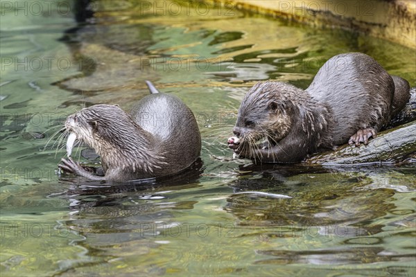 Dwarf otter, Asian oriental small-clawed otter (Aonyx cinerea), Heidelberg Zoo, Baden-Wuerttemberg, Germany, Europe