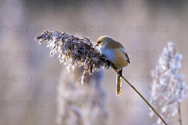 A fluffy beige bird perches softly on a bending reed in a tranquil setting, Bearded tit, Panarus Biarmicus