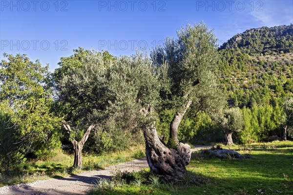 Olive trees with gnarled trunks line a peaceful dirt path under a clear blue sky, Hiking tour from Estellences to Banyalbufar, Mallorca