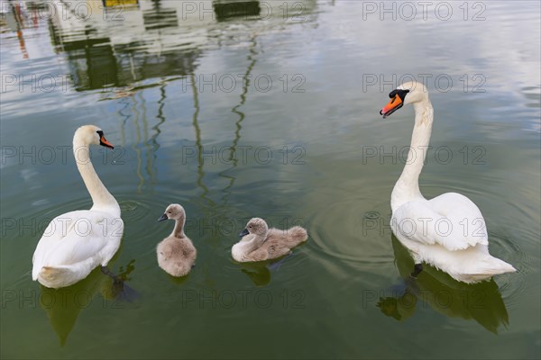 Swan (Cygnus Albus), family, couple, children, offspring, togetherness, bird, swimming bird, animal family, animal, water bird, peaceful, nature, lake, freshwater, water, feathers, wildlife, white, love, friendship, teamwork, together, Masuria, Poland, Europe