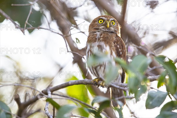 Brazilian Pygmy Owl Claucidium brasilianum) Pantanal Brazil