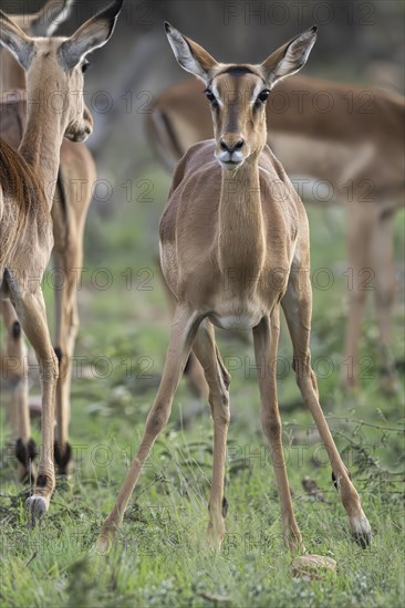 Black Heeler Antelope or Impala (Aepyceros melampus) herd with young, nursery, Madikwe Game Reserve, North West Province, South Africa, RSA, Africa