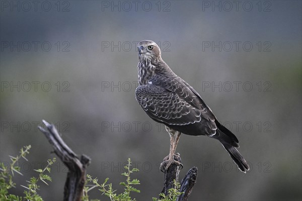 Silver Singing Goshawk, also known as pale chanting goshawk (Melierax canorus) juvenile, Madikwe Game Reserve, North West Province, South Africa, RSA, Africa