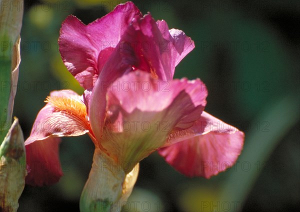 A bright purple-orange iris in full bloom with sharp details against a blurred natural background Iris sibirica