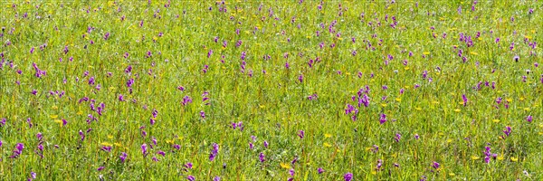 Orchids and ducal gentians, Schwanseepark, near Fuessen, Ostallgaeu, Bavaria, Germany, Europe